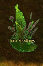 Herb Seedling